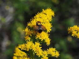 Image of Phasia aurigera (Egger 1860)