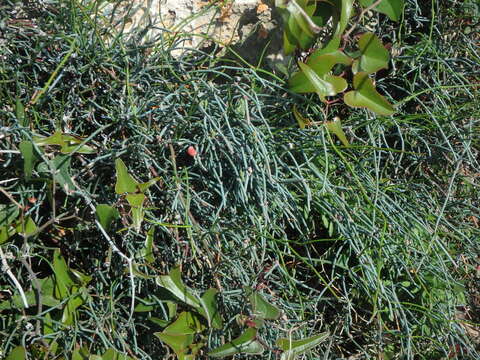 Image of Ephedra foeminea Forssk.