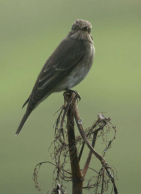 Image of Spotted Flycatcher