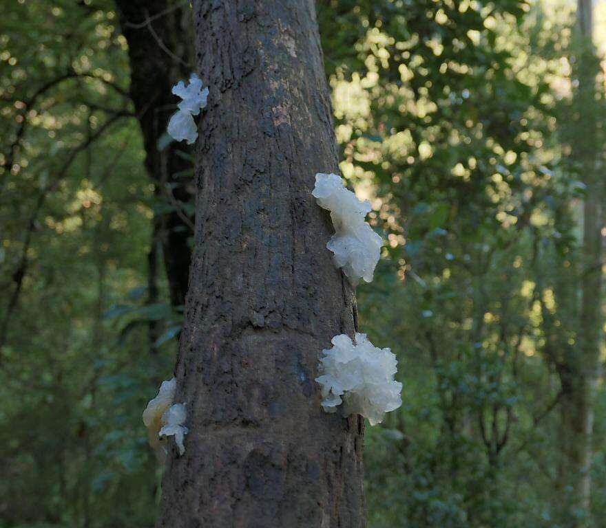 Image of snow fungus