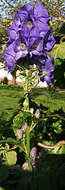 Слика од Aconitum napellus L.