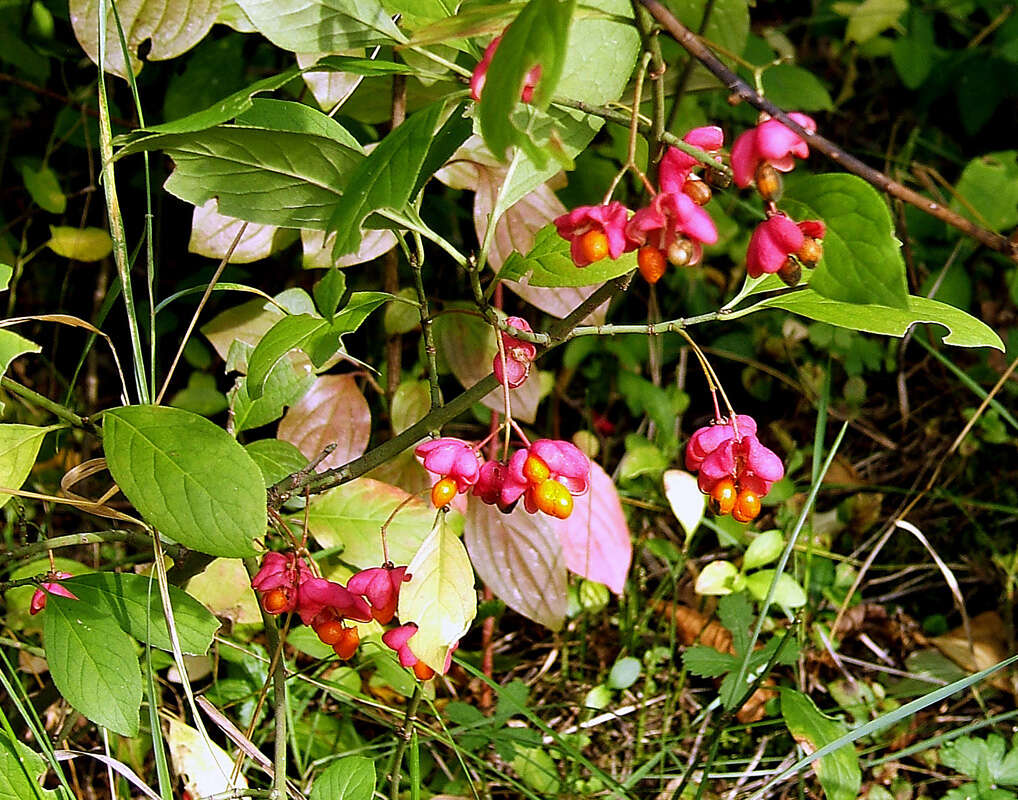 Image of Common spindle tree