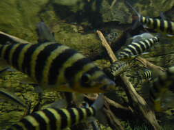 Image of Banded leporinus