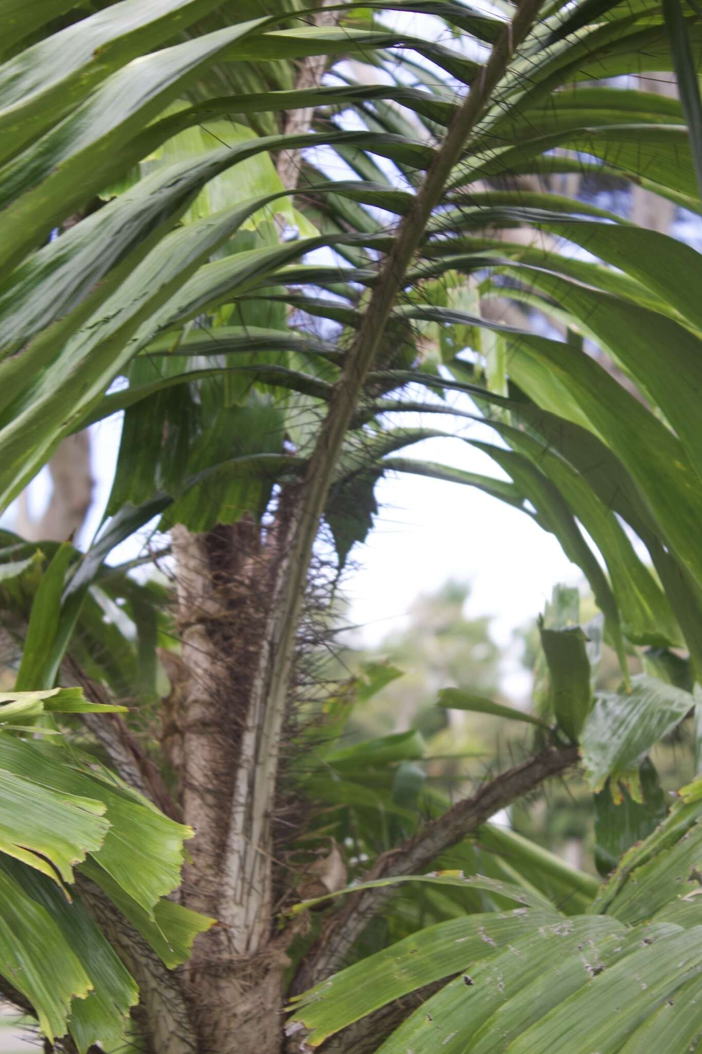 Image of Guinea bactris