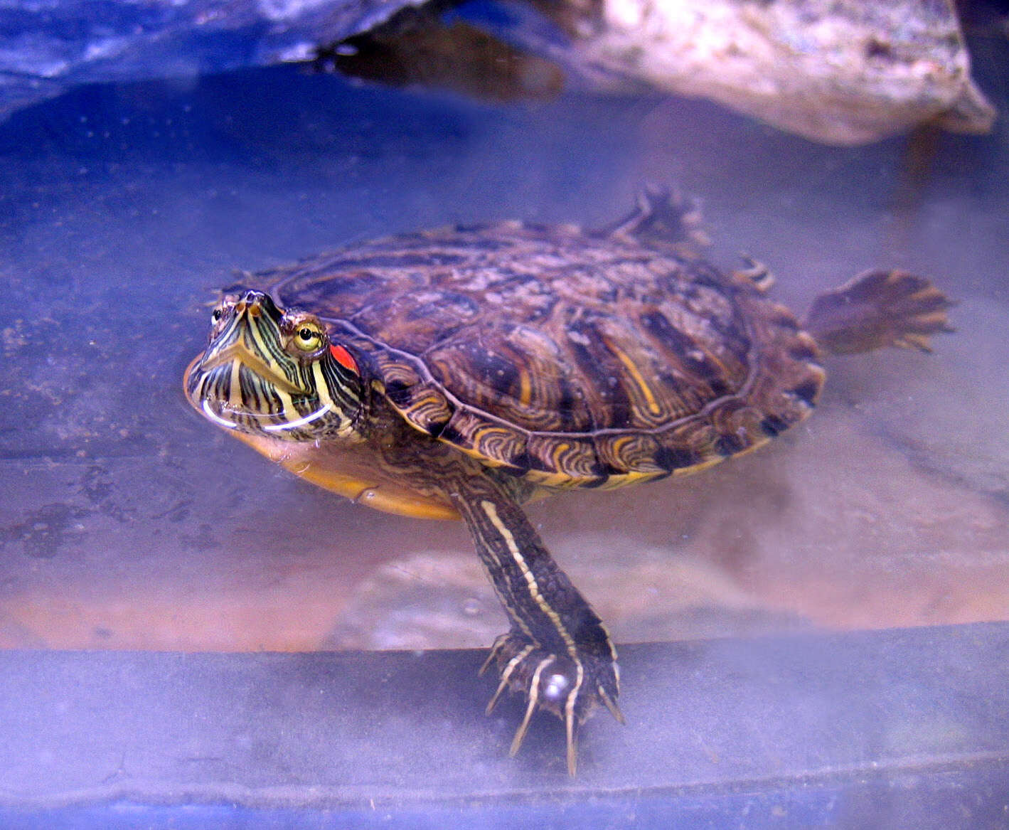 Image of slider turtle, red-eared terrapin, red-eared slider