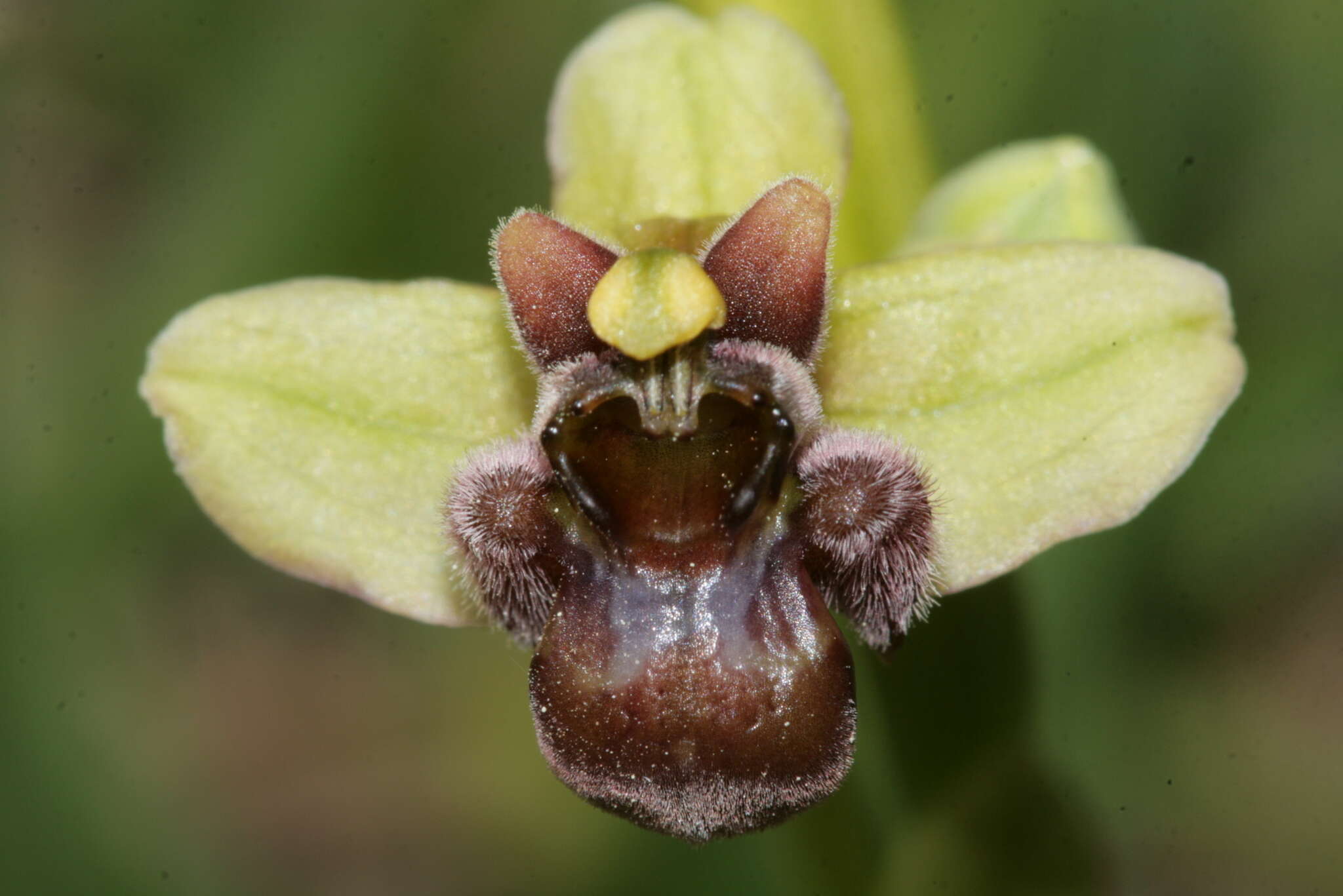 Image of Bumblebee orchid