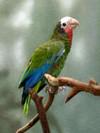 Image of Bahamas Parrot