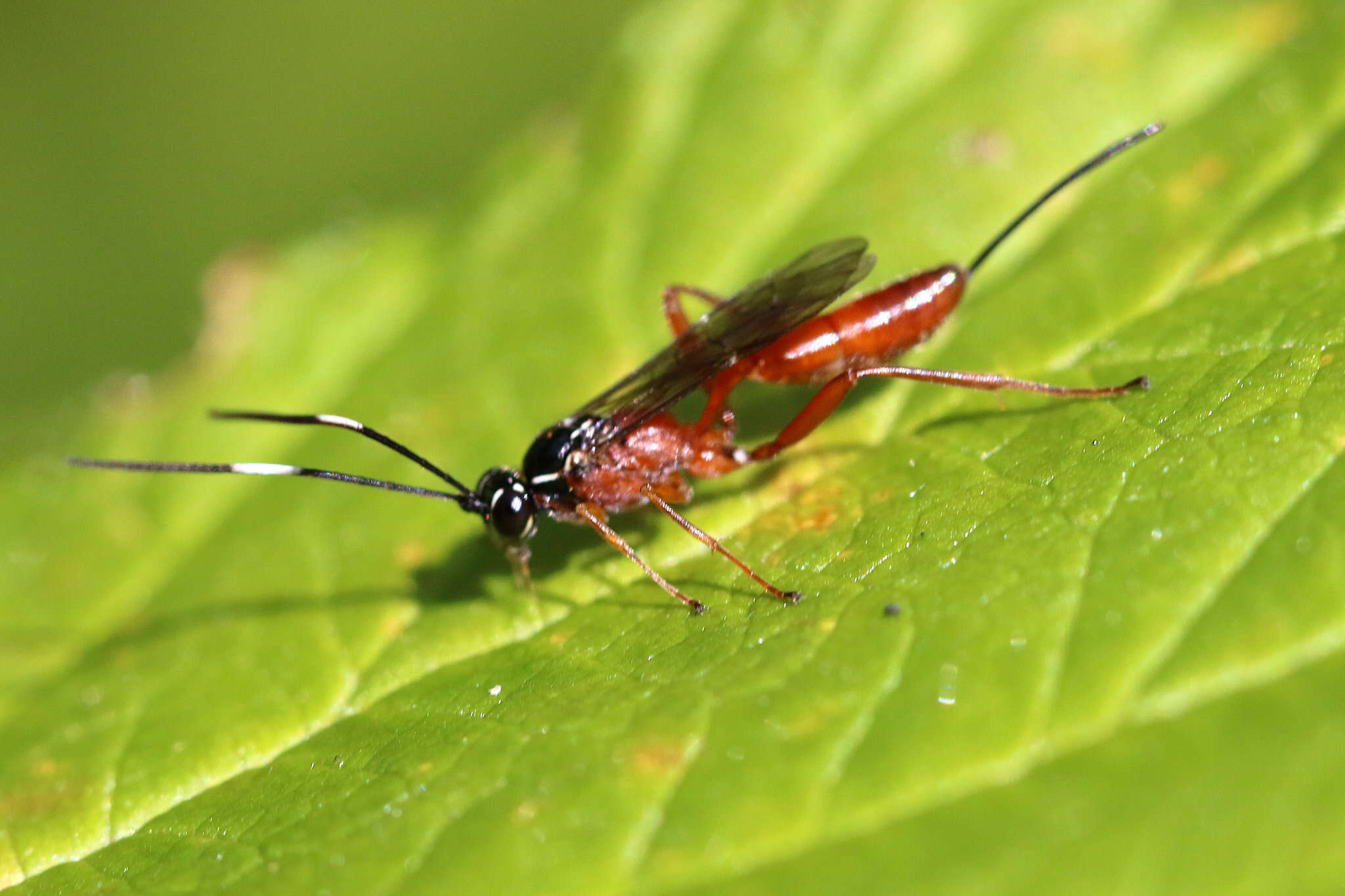 Sivun Mesostenus gracilis Cresson 1864 kuva