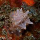 Image of Orange spot white lumpy slug