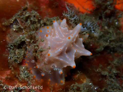 Image of Orange spot white lumpy slug