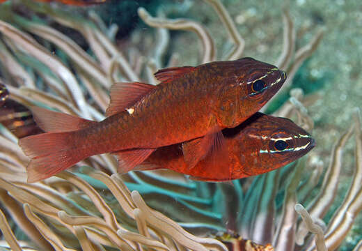 Image of Moluccan cardinalfish