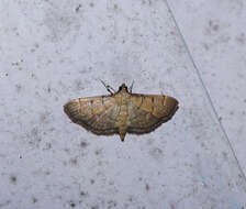 Image of Herpetogramma rudis Warren 1892