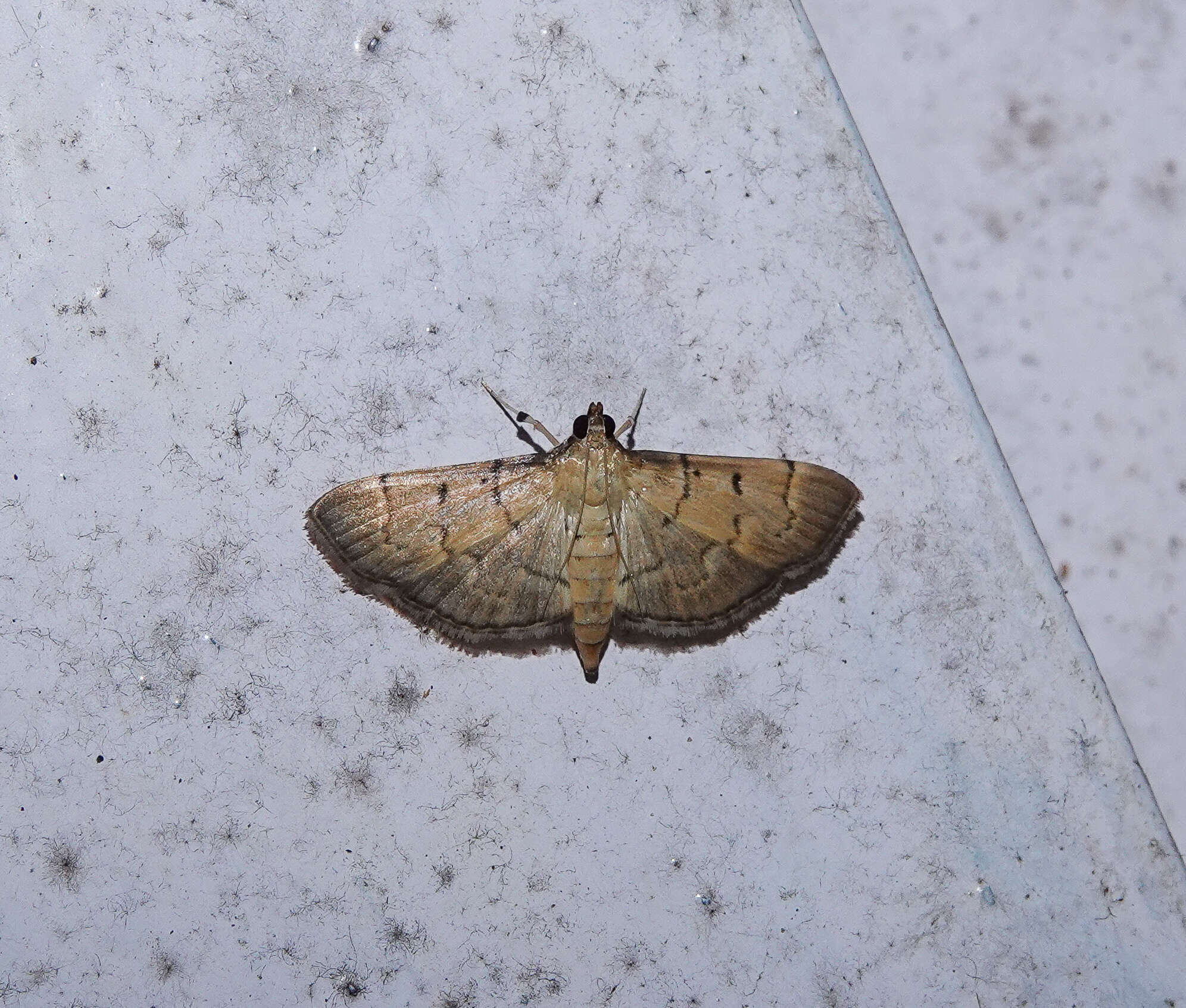 Image of Herpetogramma rudis Warren 1892