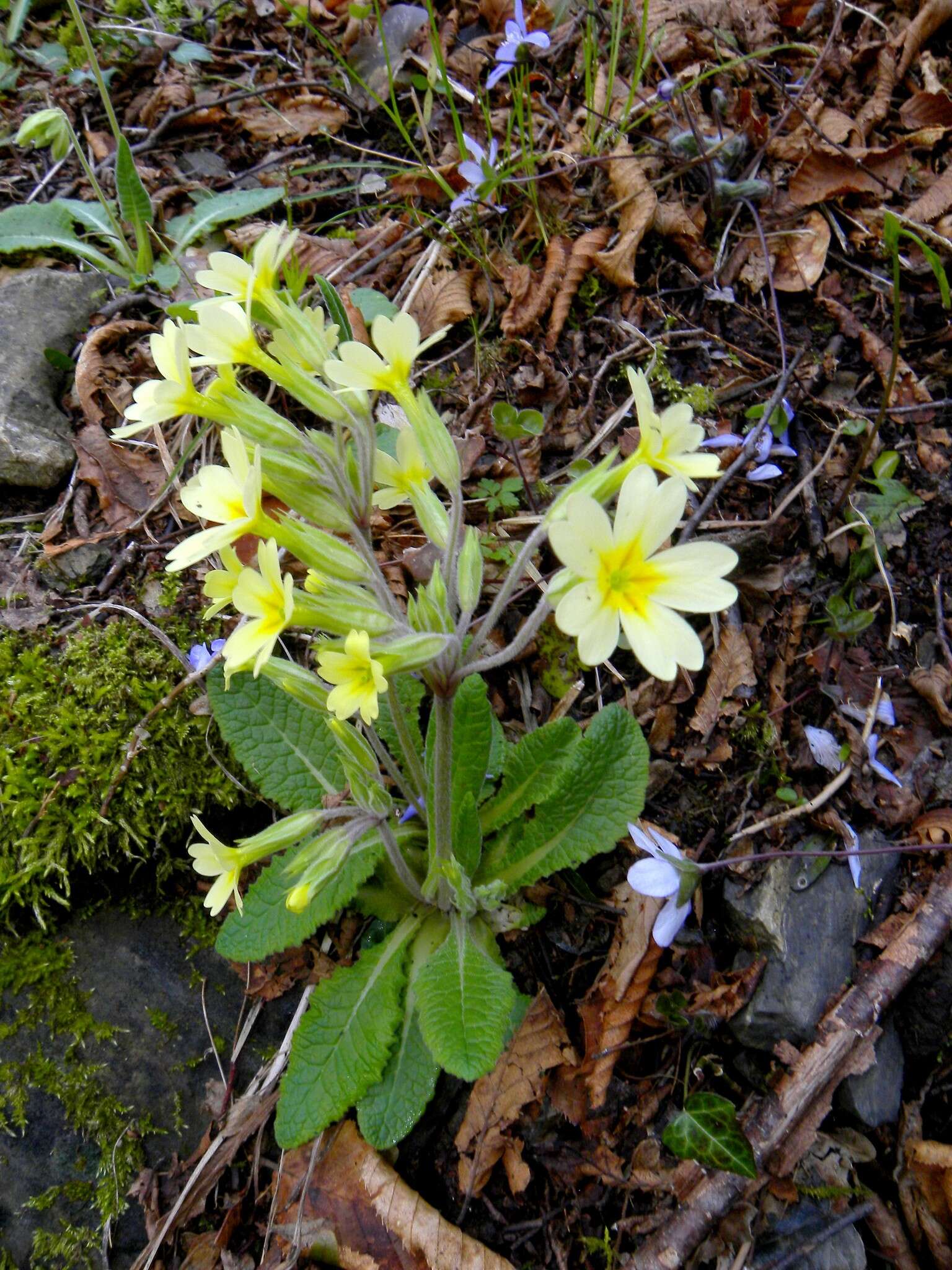 Plancia ëd Primula intricata Gren. & Godron