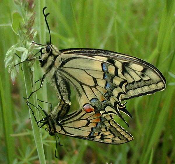 Image of Old World Swallowtail