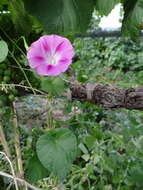 Image of tall morning-glory