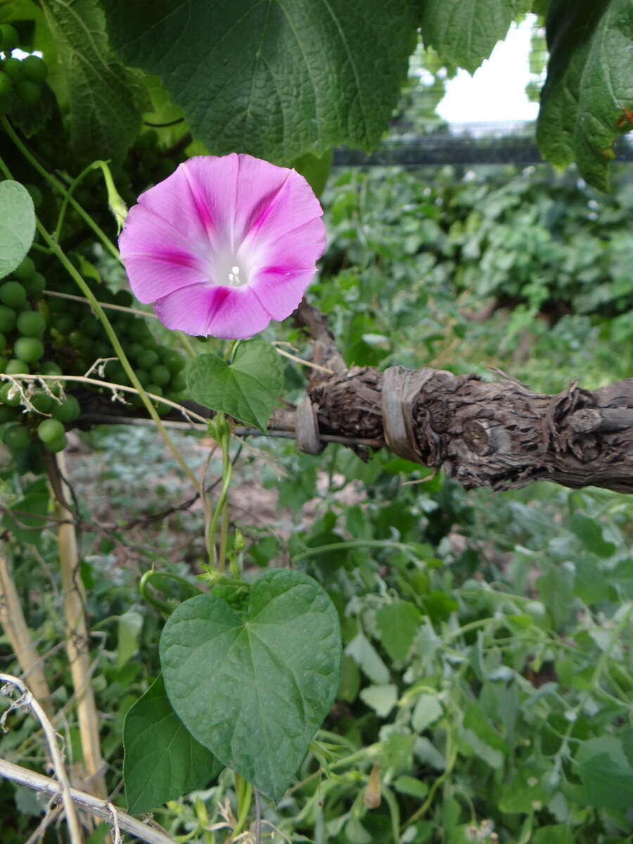 Слика од Ipomoea purpurea (L.) Roth