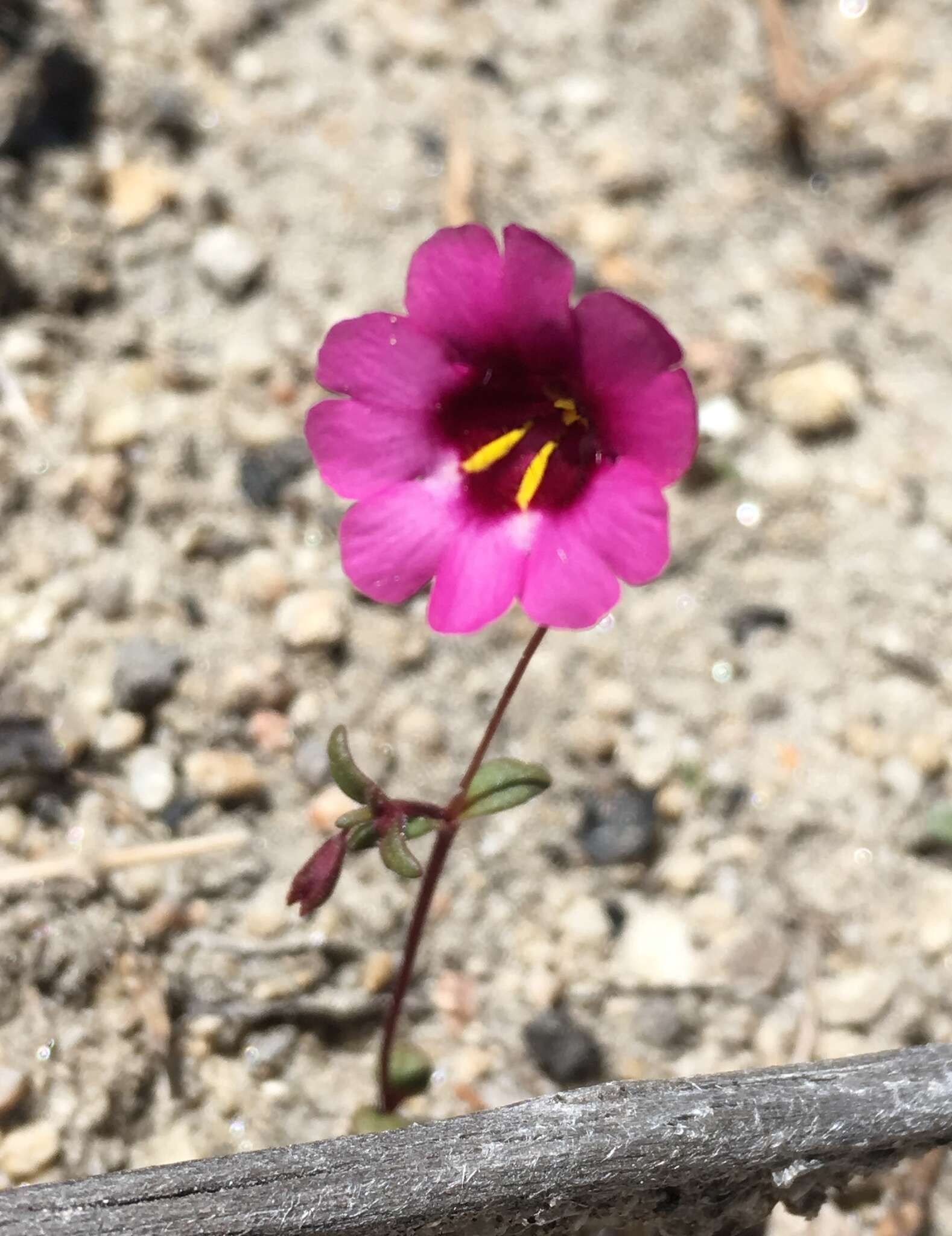 Image of Palomar monkeyflower