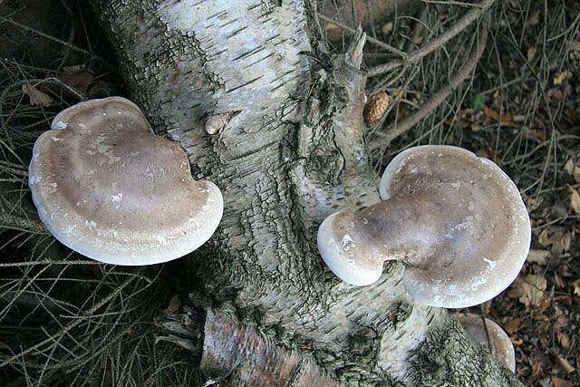 Image of birch polypore