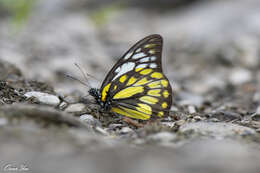 Image of Prioneris thestylis (Doubleday 1842)