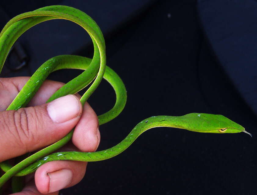 Image of Asian Vine Snake