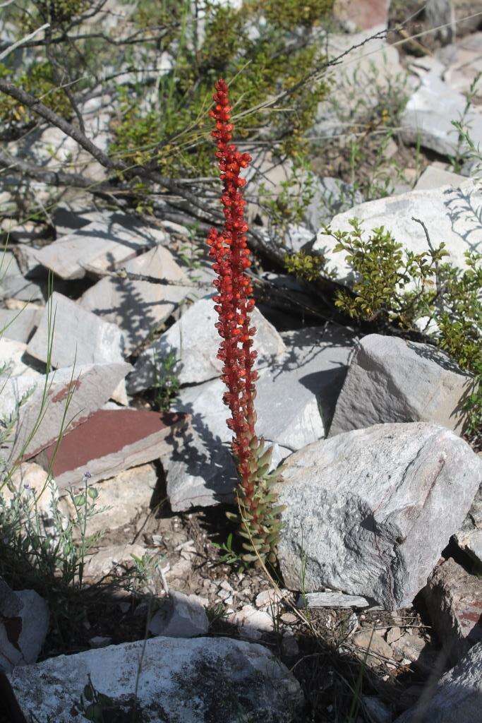 Villadia cucullata Rose resmi