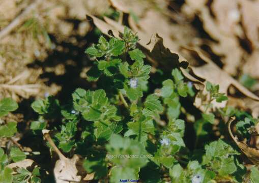 Image of Veronica triloba (Opiz) Kern.