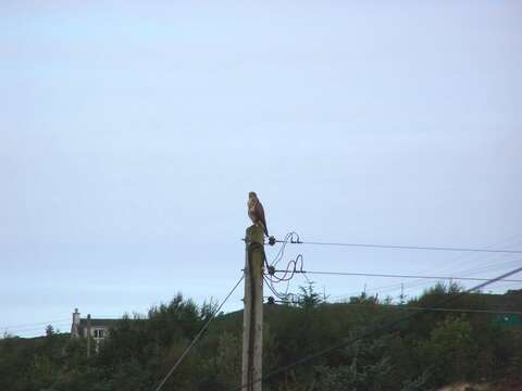 Image of Common Buzzard