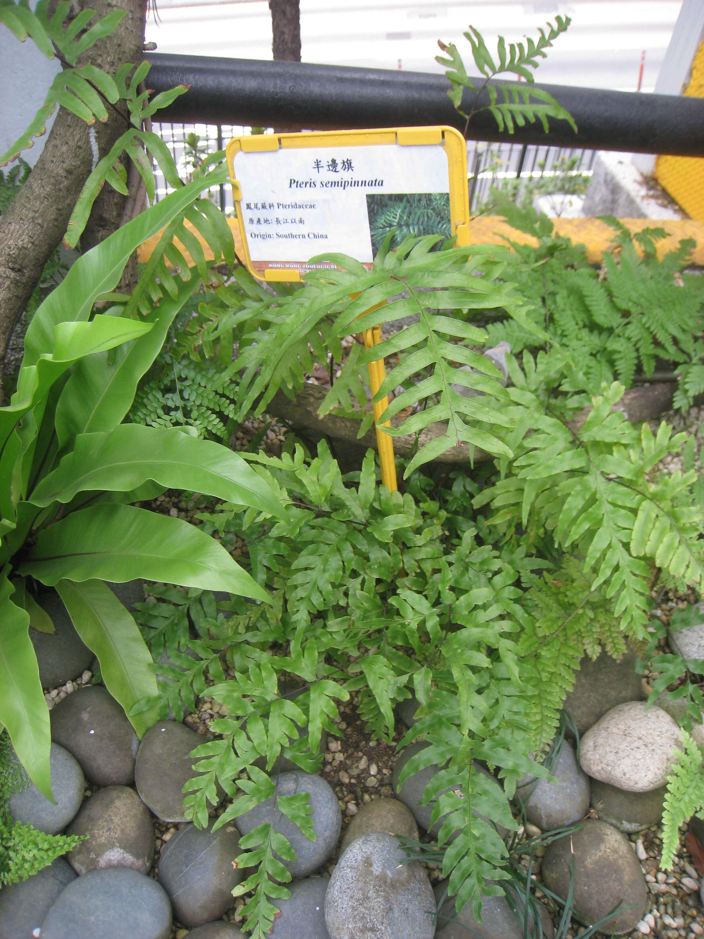 Image of Pteris semipinnata L.