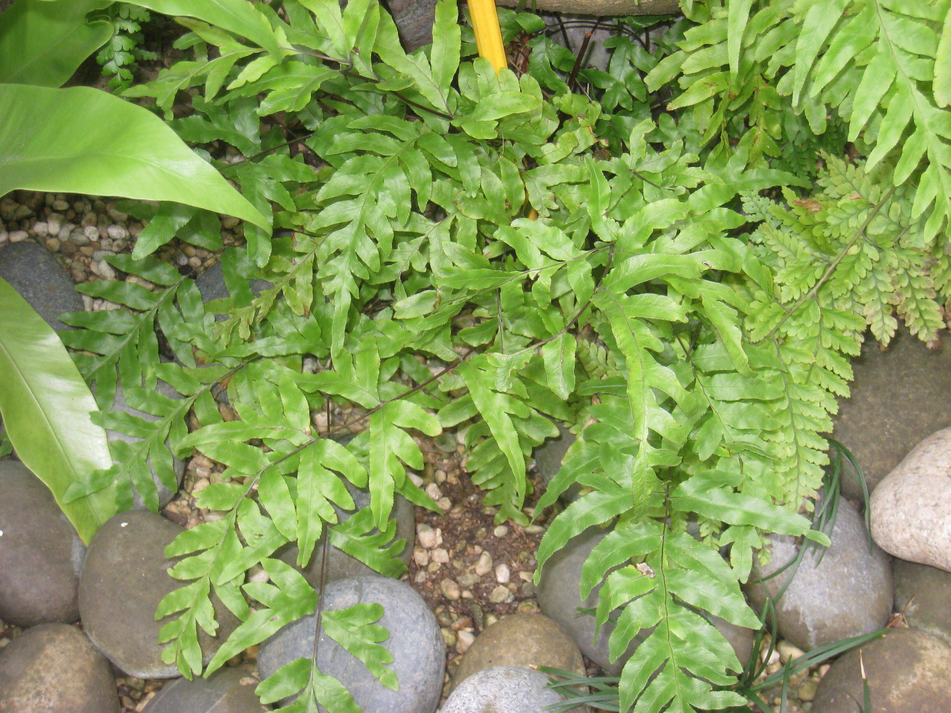 Sivun Pteris semipinnata L. kuva