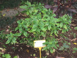Image of <i>Rhinacanthus nasutus</i> (L.) Kuntze