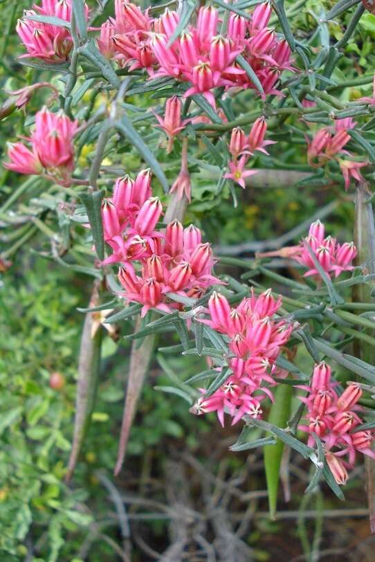 Image of Microloma sagittatum (L.) R. Br.