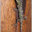 Image of SriLanka Agama