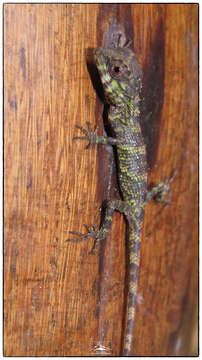 Image of SriLanka Agama