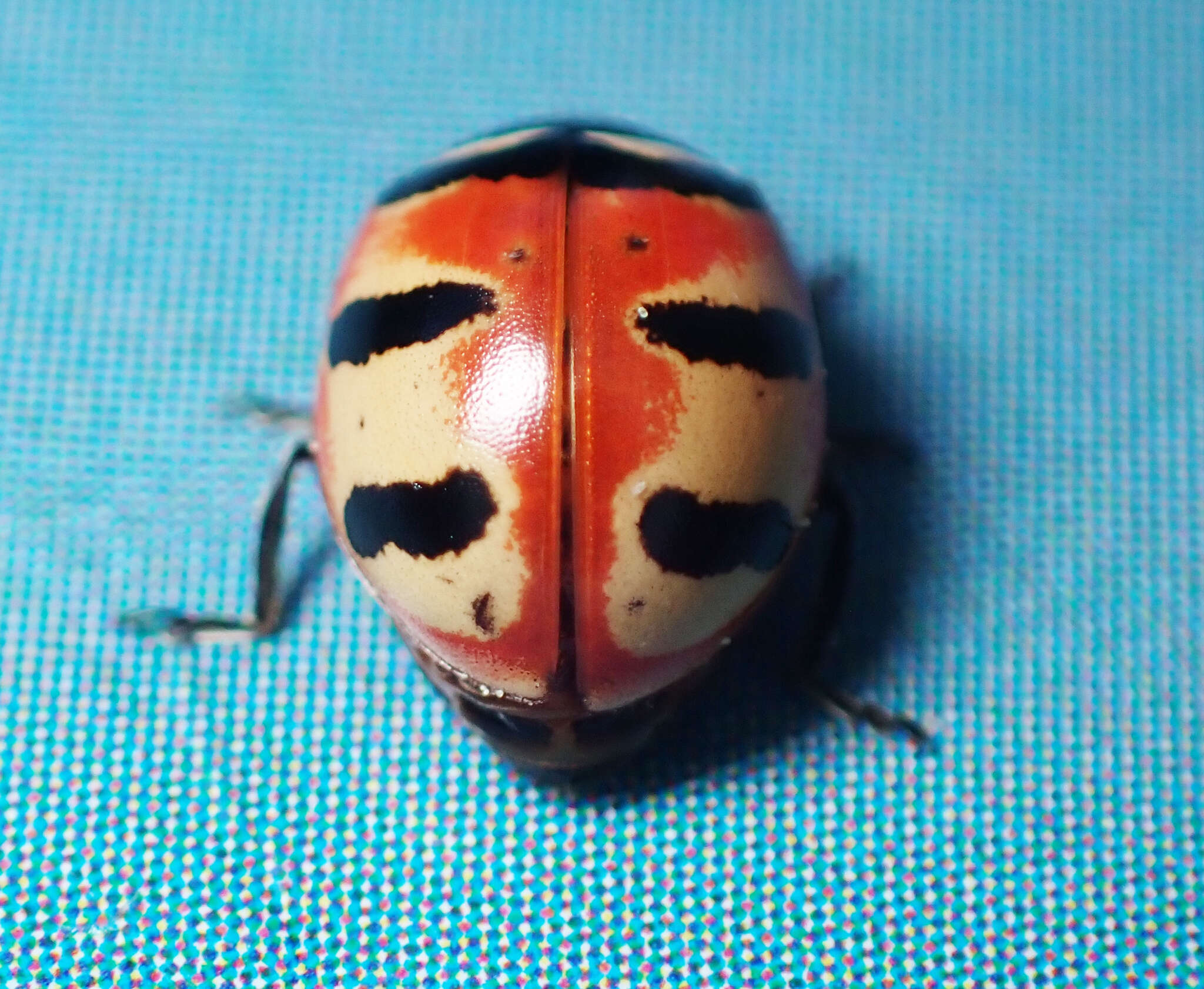 Image of Coccinella trifasciata perplexa Mulsant 1850