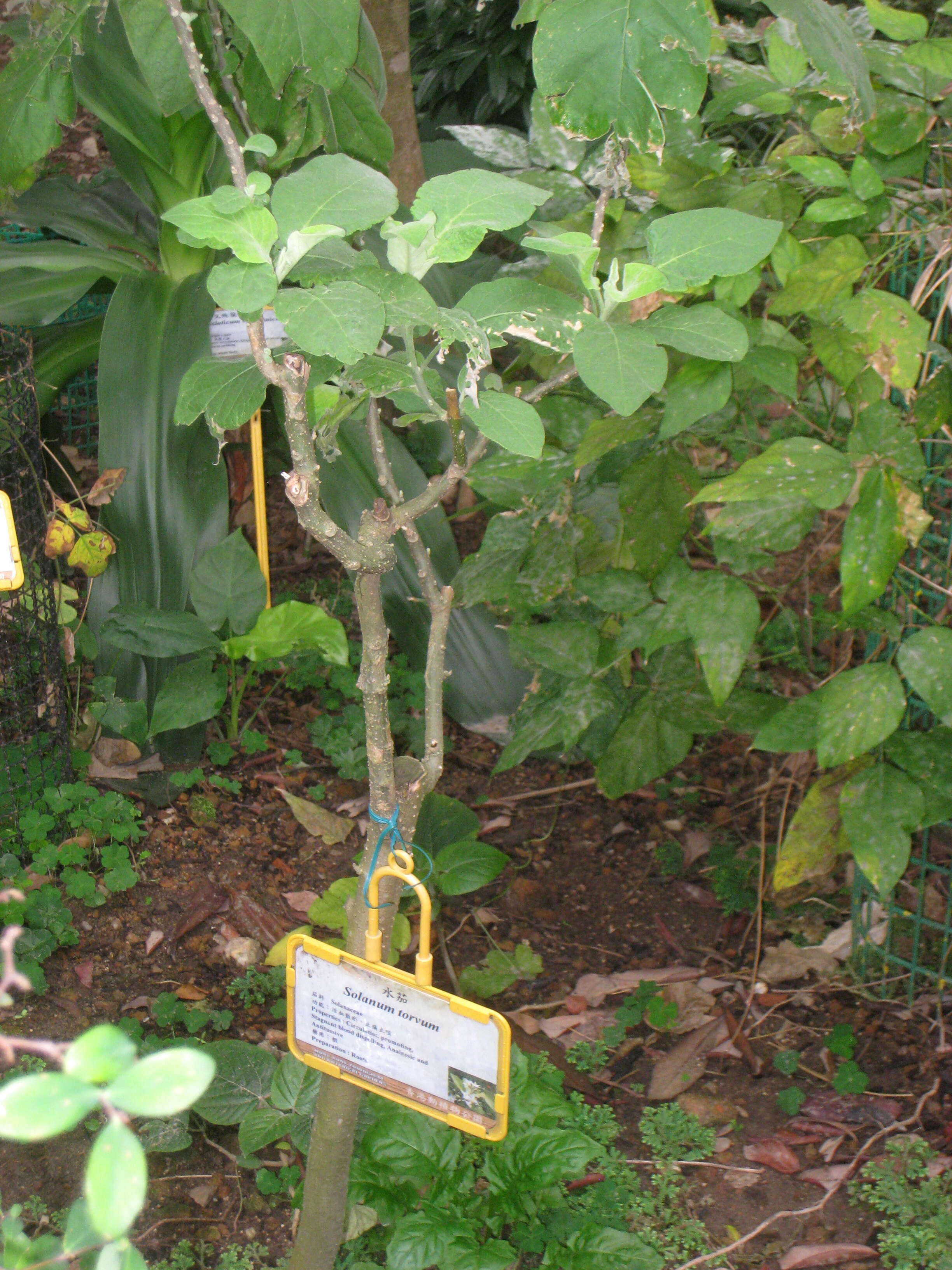 Image of turkey berry