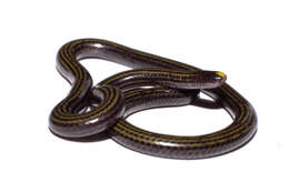 Image of Black Blind Snake