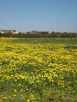 Image of corndaisy