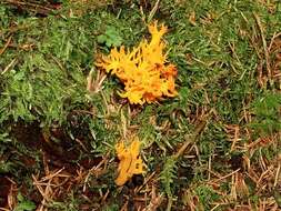 Imagem de Calocera viscosa (Pers.) Fr. 1821