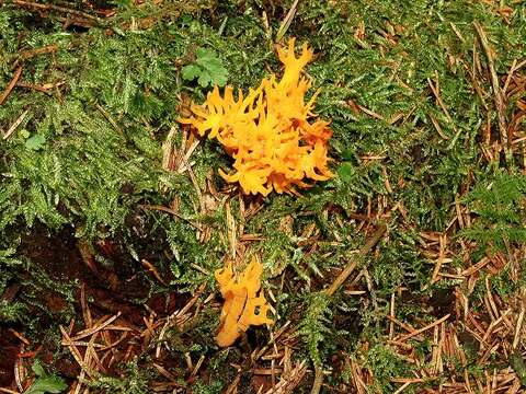 Image of Calocera viscosa (Pers.) Fr. 1821