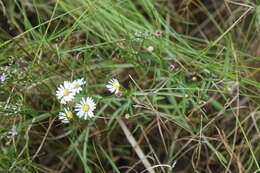 Sivun Symphyotrichum tenuifolium (L.) G. L. Nesom kuva