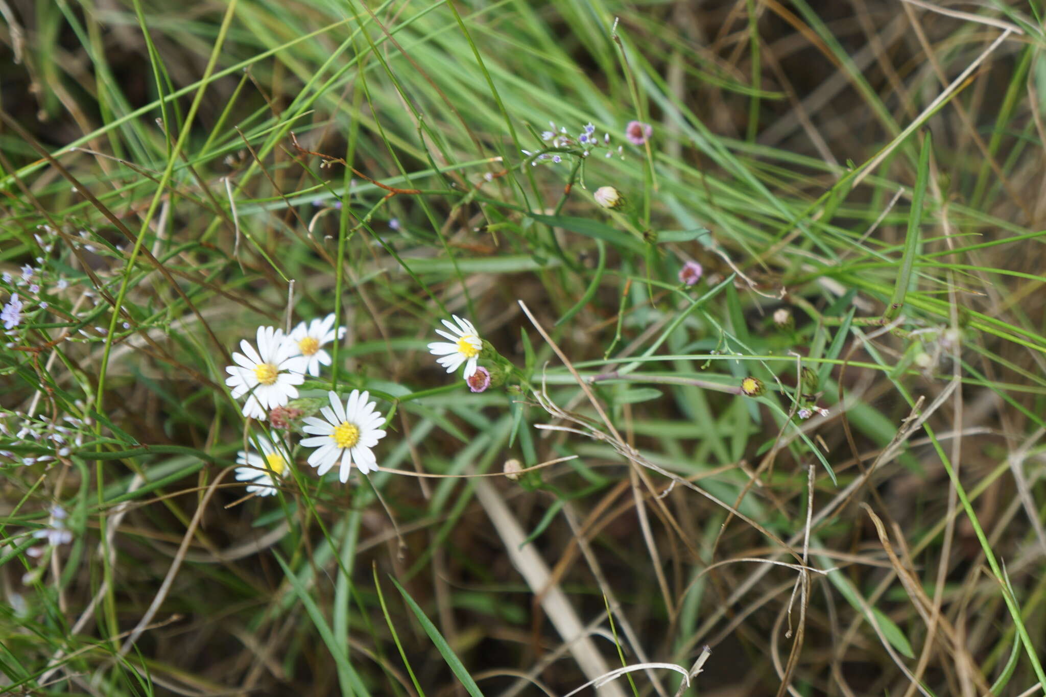 Sivun Symphyotrichum tenuifolium (L.) G. L. Nesom kuva