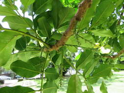 Слика од Dysoxylum spectabile (Forst. fil.) Hook. fil.