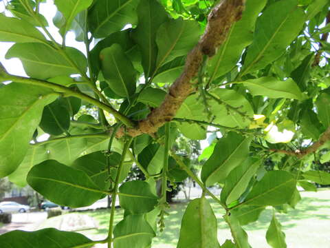 Image of Native Cedar Kohekohe