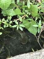 Image of Small snakehead