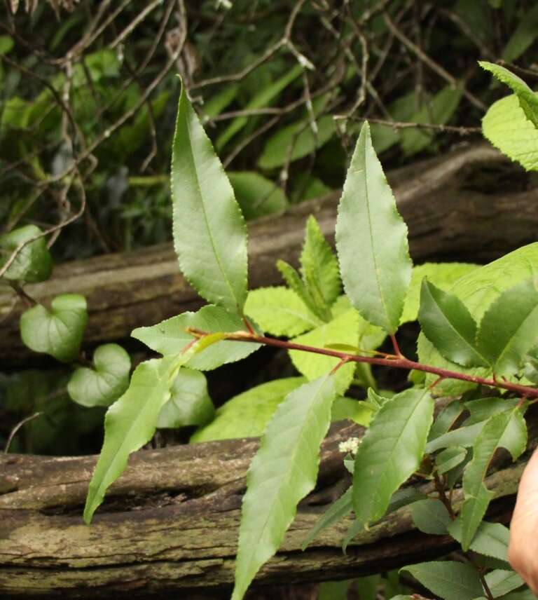 Image of African Almond