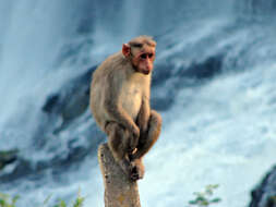 Image of Bonnet Macaque