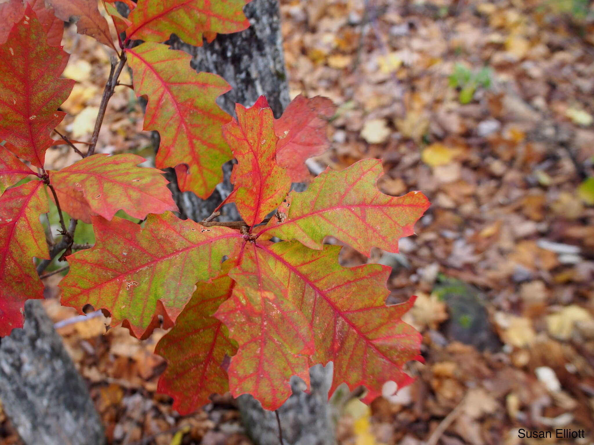 Image of Northern Red Oak