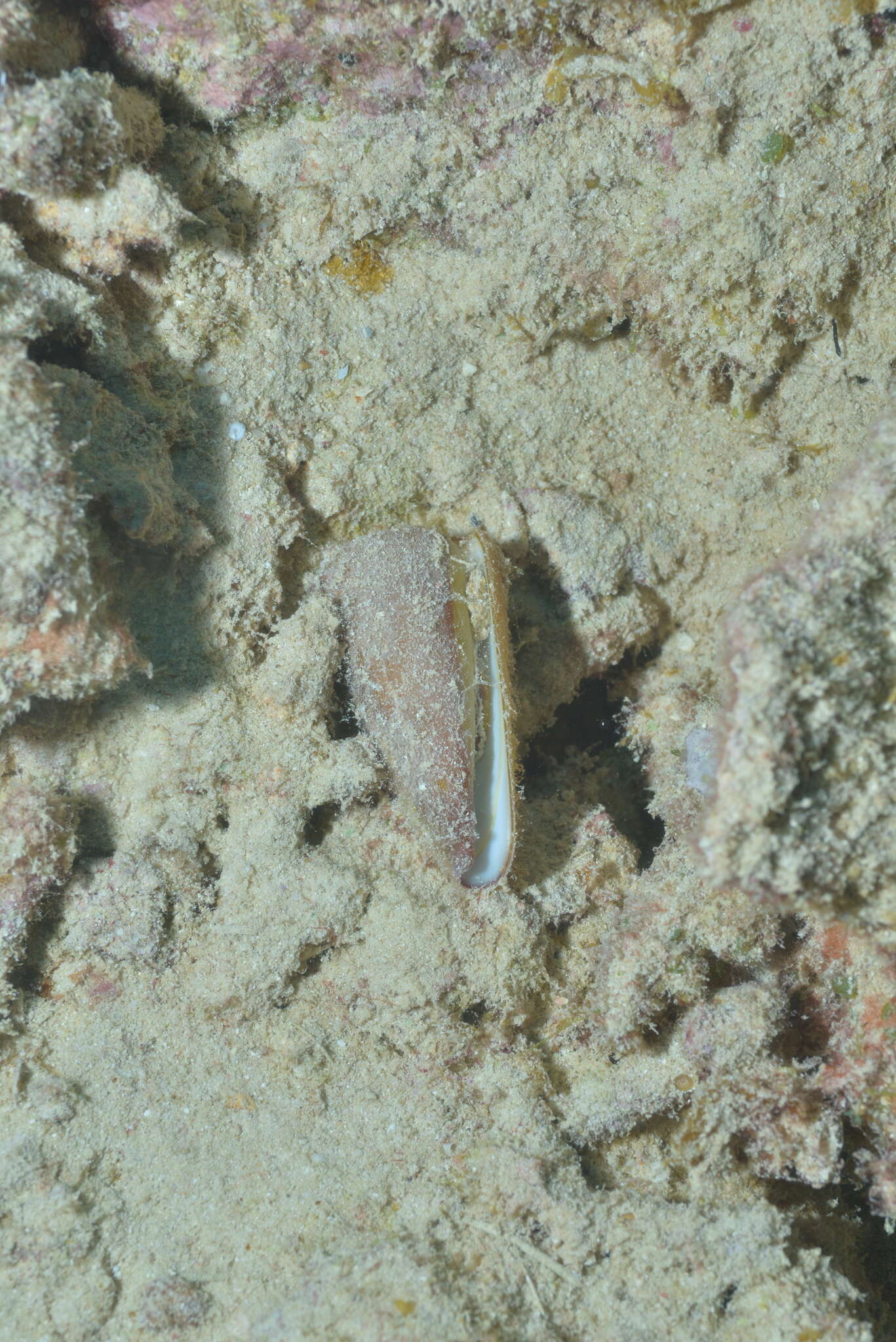 Image of Conus coelinae Crosse 1858