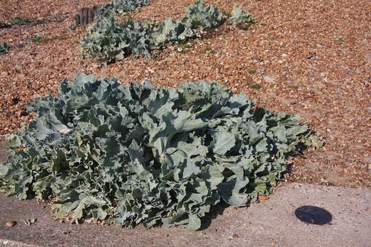 Image of sea kale